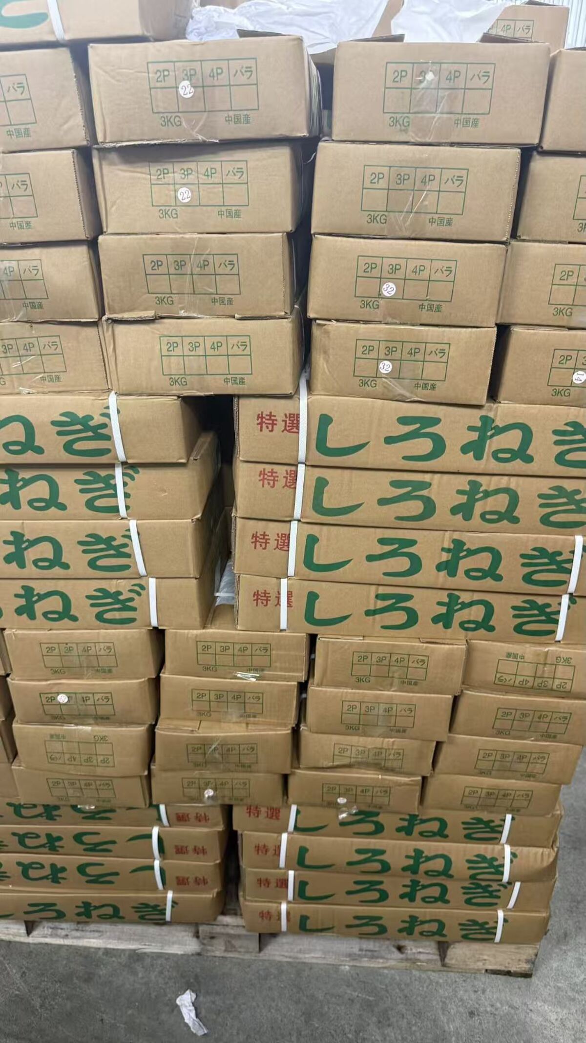 白ねぎを詰めた輸送用の段ボール箱が並んだ状態